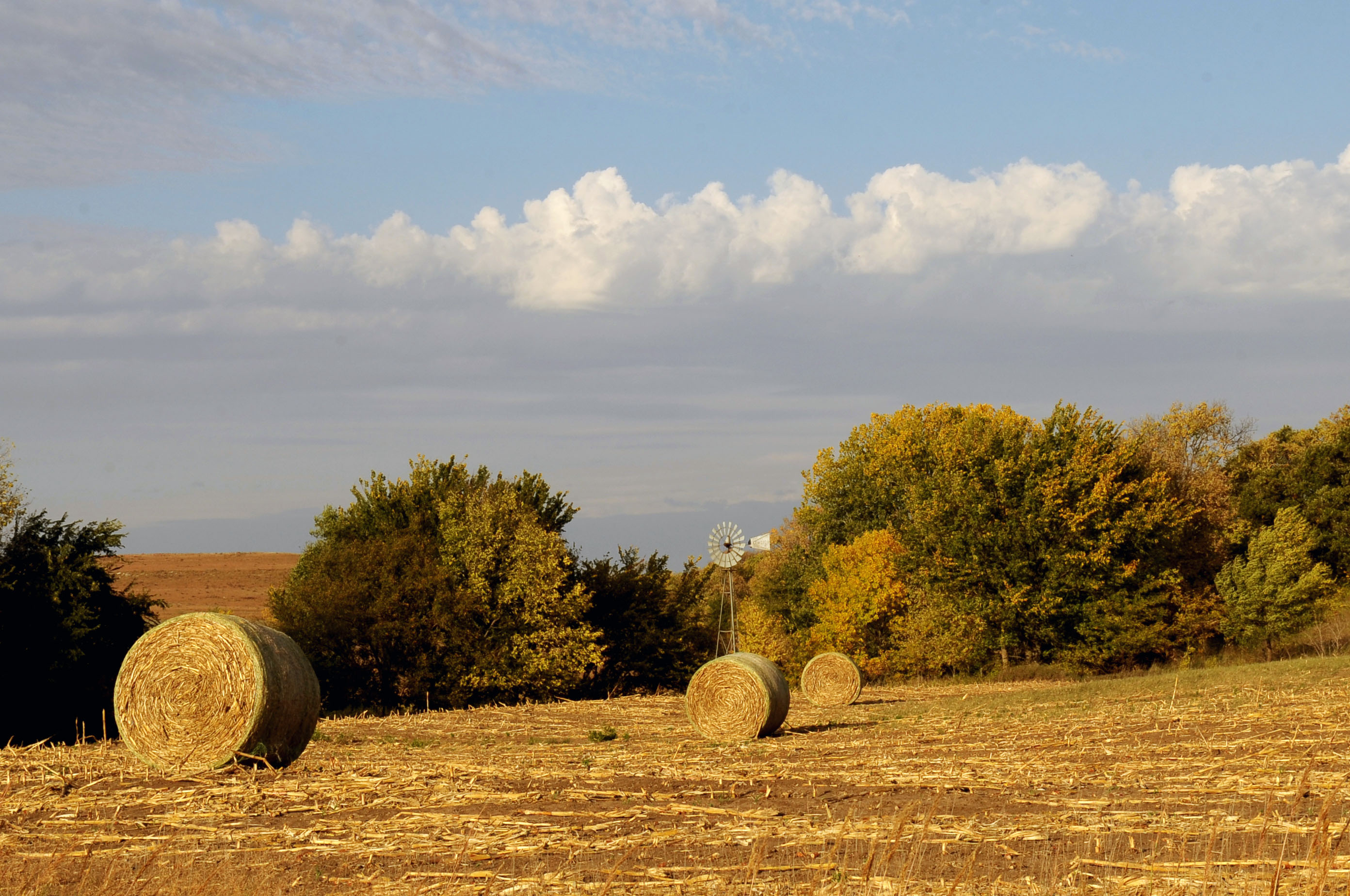 Cattle Chat Feeding corn stalk bales